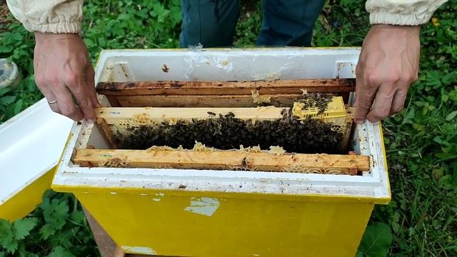 Подсаживаю матку ИО (карника) смотреть онлайн