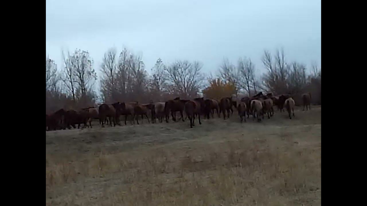 04.11.2024 День народного единства ЧТО ДЕЛАТЬ? : ЛПХ В ОПАСНОСТИ смотреть онлайн