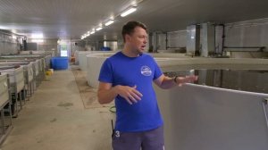 Эксперимент совместное выращивание тиляпии и сома