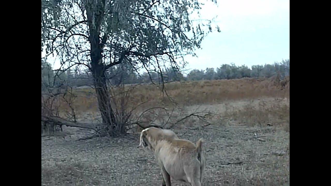 29.10.2024 ЧТО ДЕЛАТЬ? : ЛПХ В ОПАСНОСТИ смотреть онлайн