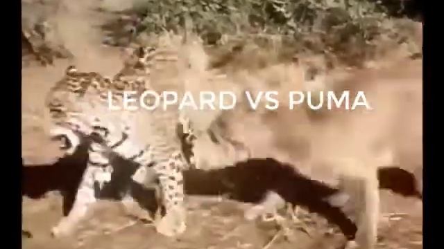 Leopard vs Puma смотреть онлайн