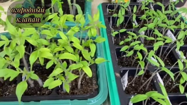 1 ложка заставит рассаду толстеть и активно развиваться! Успей попробовать смотреть онлайн
