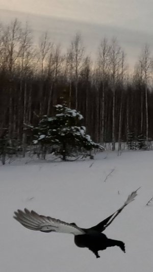 ЧУТЬ НЕ СБИЛ С НОГ!!! ТЕТЕРЕВ ВЫЛЕТЕЛ ИЗ-ПОД ЛЫЖИ!