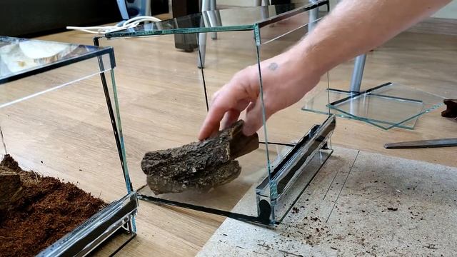 Пересадка двух пауков Tliltocatl vagans смотреть онлайн