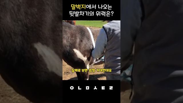 말벅지에서 나오는 뒷발차기의 위력은?? смотреть онлайн