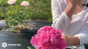 Pink Pom Pom peony. Пинк пон пон пион