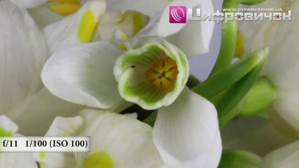 Видеообзор Canon EF 100mm f 2 8 Macro USM