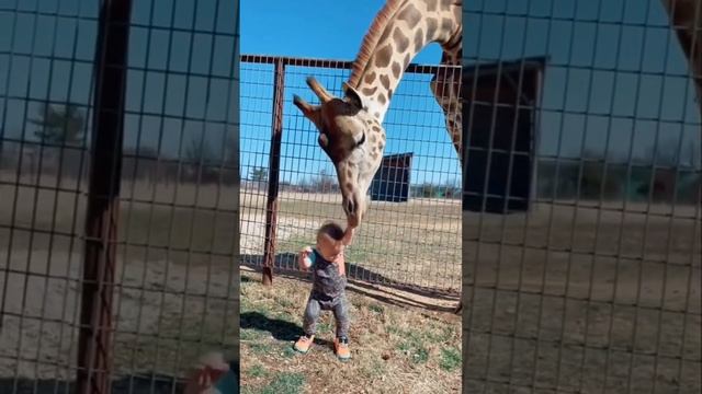 Giraffe 🦒 love cute boy 👦 😍 cute animals 😍 #shorts смотреть онлайн