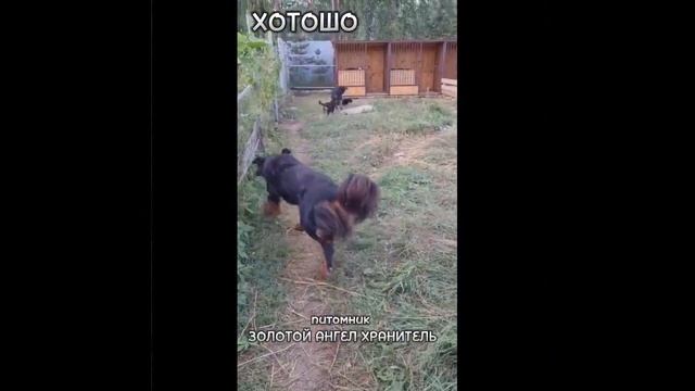 ХОТОШО питомник Золотой Ангел Хранитель сайт zahdog.ru смотреть онлайн