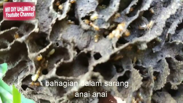 Animal Planet : Anai anai pemusnah смотреть онлайн