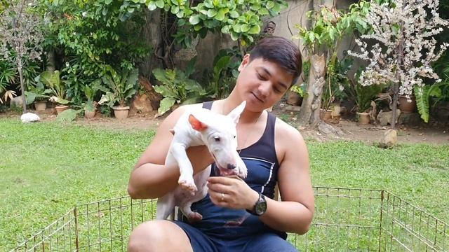 Miniature Bull Terrier