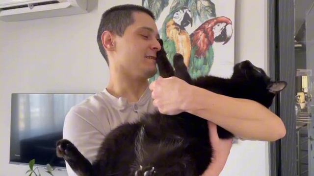 Разлил кофе из-за этого хвостика 😸 #cat #video #youtube #видео смотреть онлайн