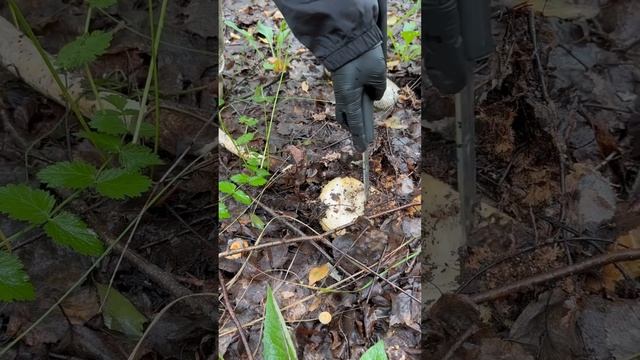 Сезон груздей смотреть онлайн