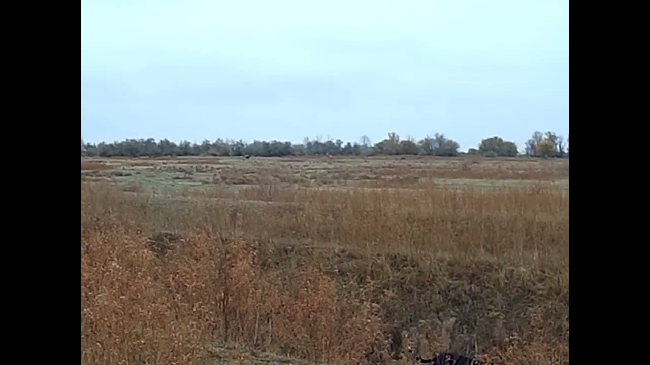 9.11.2024 ЧТО ДЕЛАТЬ? : ЛПХ В ОПАСНОСТИ смотреть онлайн