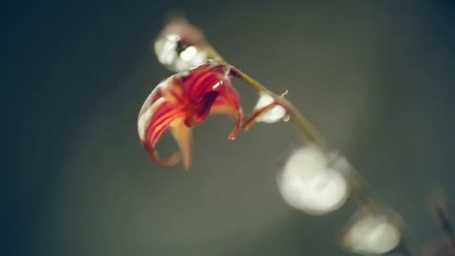 Regenerating rainforest with Puro Coffee смотреть онлайн