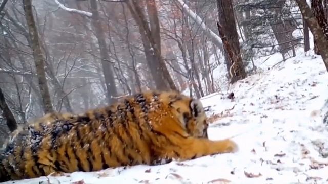 Амурскому тигру нужны территории для охоты , площадь которых у самки составляет 300-500 км. кв ... смотреть онлайн