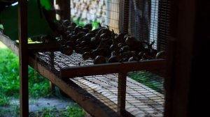 НА ЗАИМКЕ УБОРКА УРОЖАЯ И ПРИБОРКА ТЕРРИТОРИИ | ПРОБУЕМ ПЕРВЫЙ АРБУЗ | КАТАЕМ ОГУРЦЫ И ПОМИДОРЫ