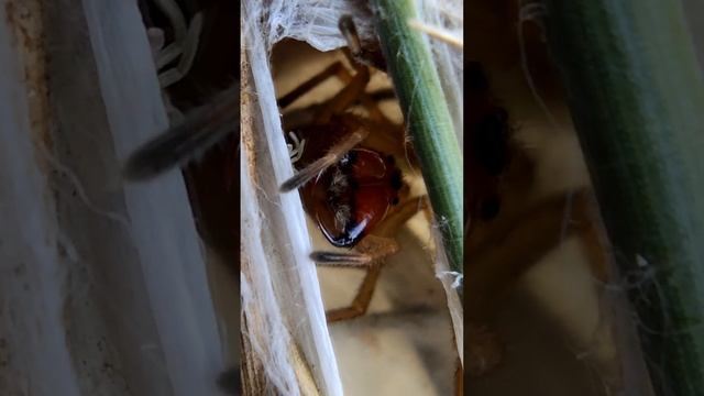 Самка паука Желтый сак защищает гнездо смотреть онлайн
