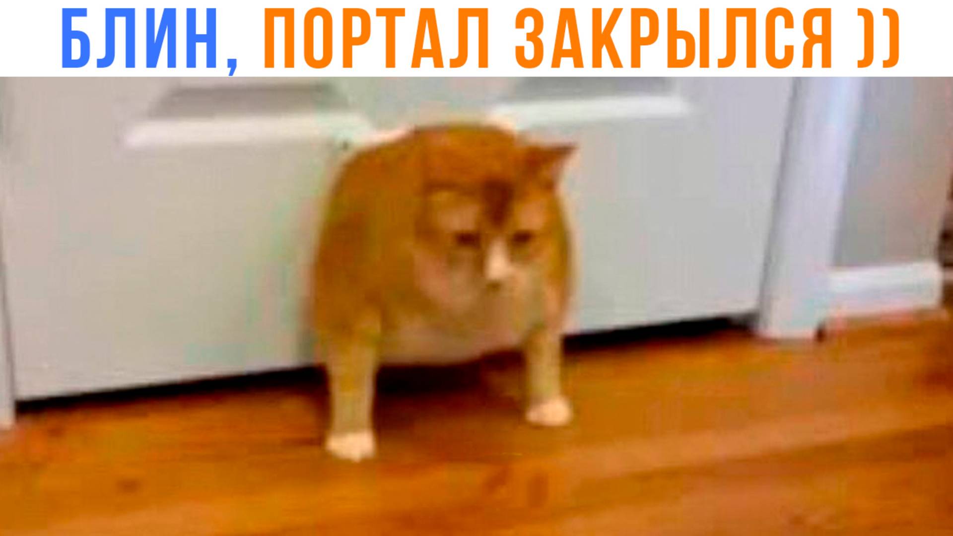 БЛИН, ПОРТАЛ ЗАКРЫЛСЯ! ))) | Приколы с котами | Мемозг 1547 смотреть онлайн