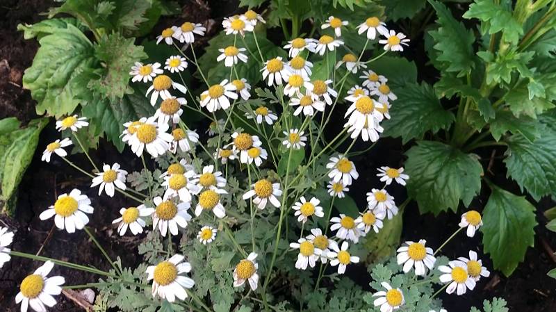 МНОГОЛЕТНИКИ - что выросло из семян, посеянных в 2023 году.