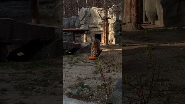 Показательное кормление Амурских тигров - Максимуса и Лапы 🐯 смотреть онлайн