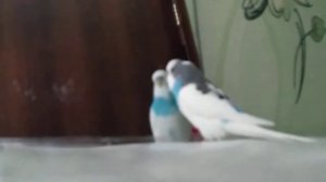 Мой попугайчик любит игратся перед зеркалом.