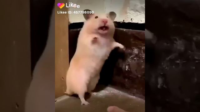 Смешной хомяк🤣 смотреть онлайн
