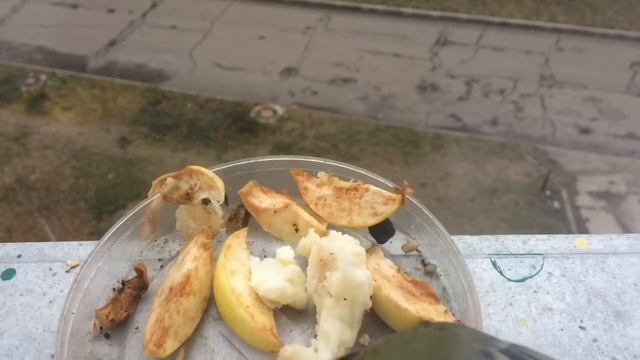 Семья синиц у кормушки смотреть онлайн