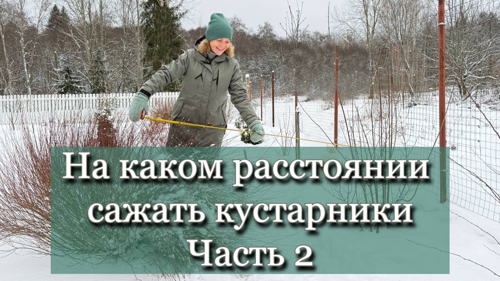 Размеры кустарников и расстояния между ними в трёхъярусной композиции вдоль забора. Часть 2