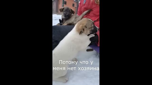 Щенок ищет дом смотреть онлайн
