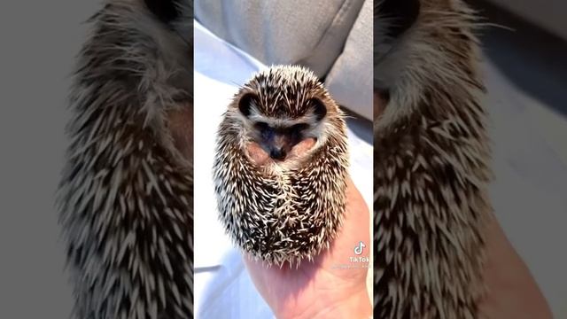 Ёж смотреть онлайн