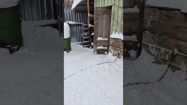 тг : Этот прекрасный мир #влог #магазин #снег #еда #собака смотреть онлайн