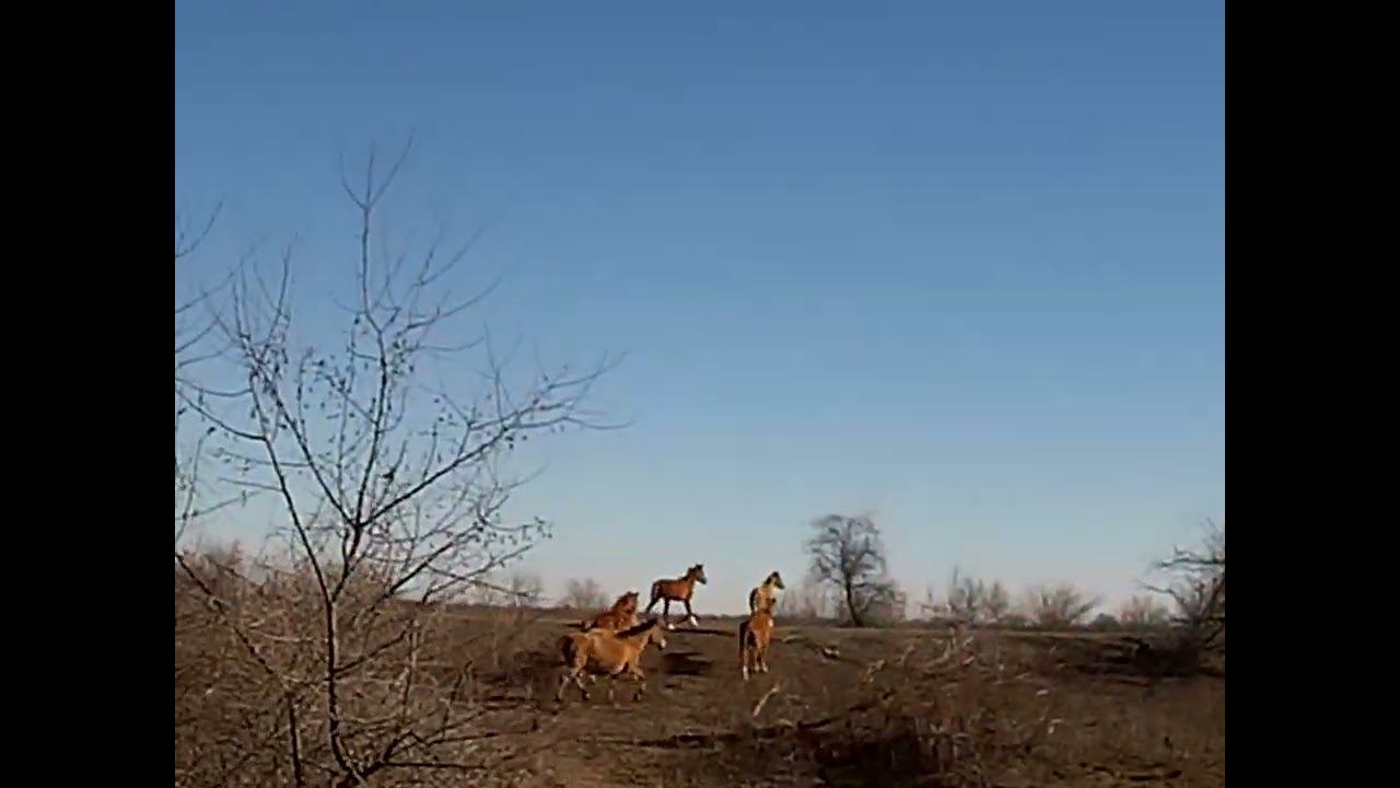 29.02.2024 ЧТО ДЕЛАТЬ? : ЛПХ В ОПАСНОСТИ смотреть онлайн