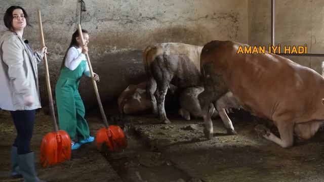Süt kraliçesi İle Tezeğe Doğru ! смотреть онлайн