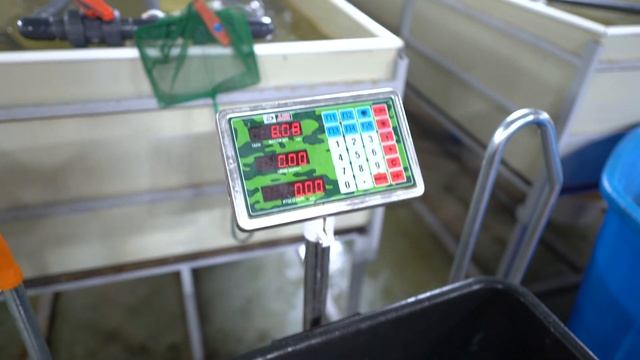 Выпуск 2. Скорость роста рыбы в УЗВ Филешка Life октябрь 2019 смотреть онлайн