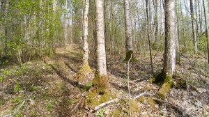 Простая прогулка по лесу. Как распускаются листочки.