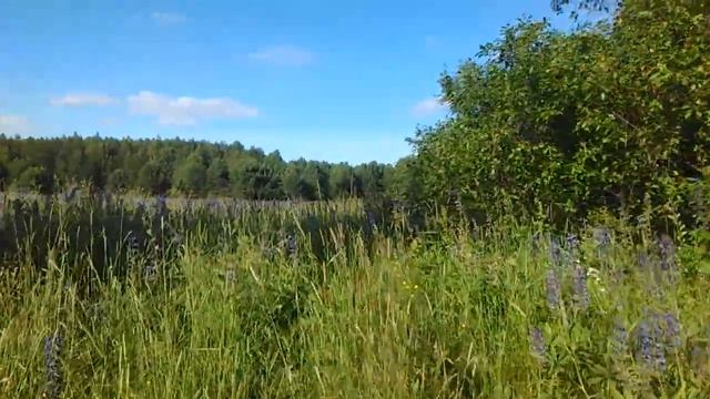В заброшенную деревню за земляникой. Набрали клубники в лесу. смотреть онлайн