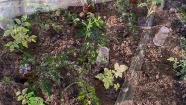 Закаливание рассады томатов. Не мучайтесь смотреть онлайн