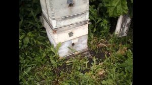 работы на пасеке в июне - подготовка к объединению семей на главный медосбор