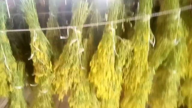 Зарабатываем на травах. Заготовка донника. смотреть онлайн