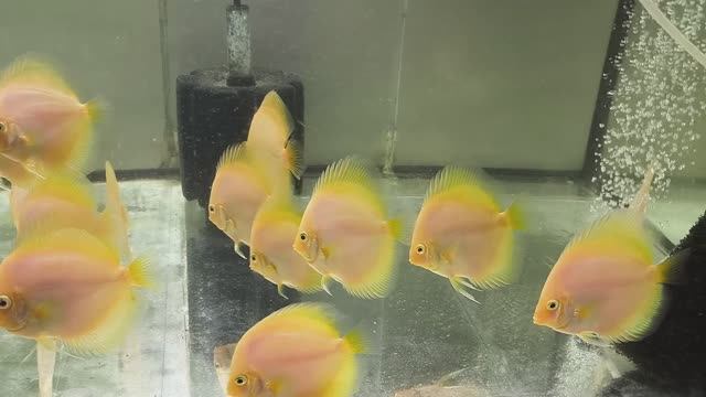 Январь-Февраль дискус на продажу. Разведение дискусов смотреть онлайн