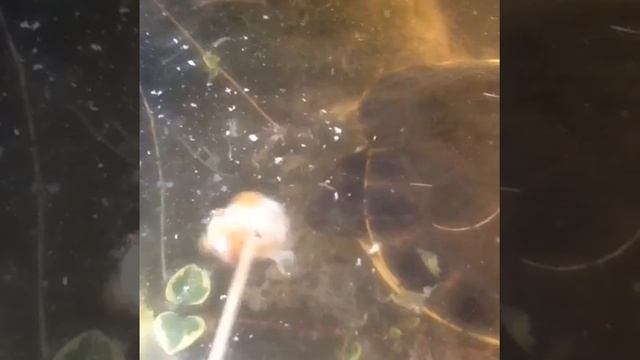 River turtle (Elusor Macrurus)eats fried chicken? смотреть онлайн