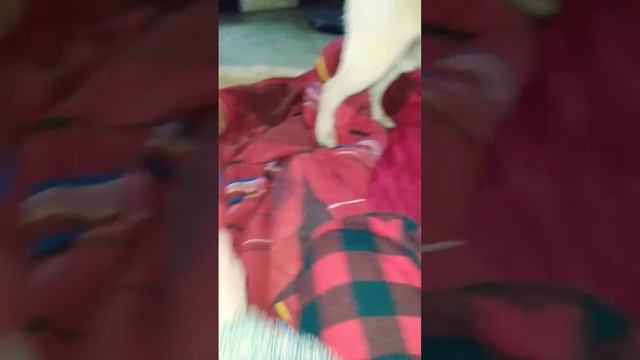 Зефир не отдает мне игрушку 😡💗 смотреть онлайн