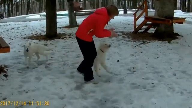 Прогулка с щенками БШО. КАРНЕЛИКС СИРИН (Пуговка). 14 дек 2017 года смотреть онлайн