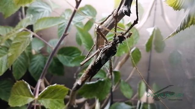 Opis gatunkowy Heteropteryx dilatata смотреть онлайн