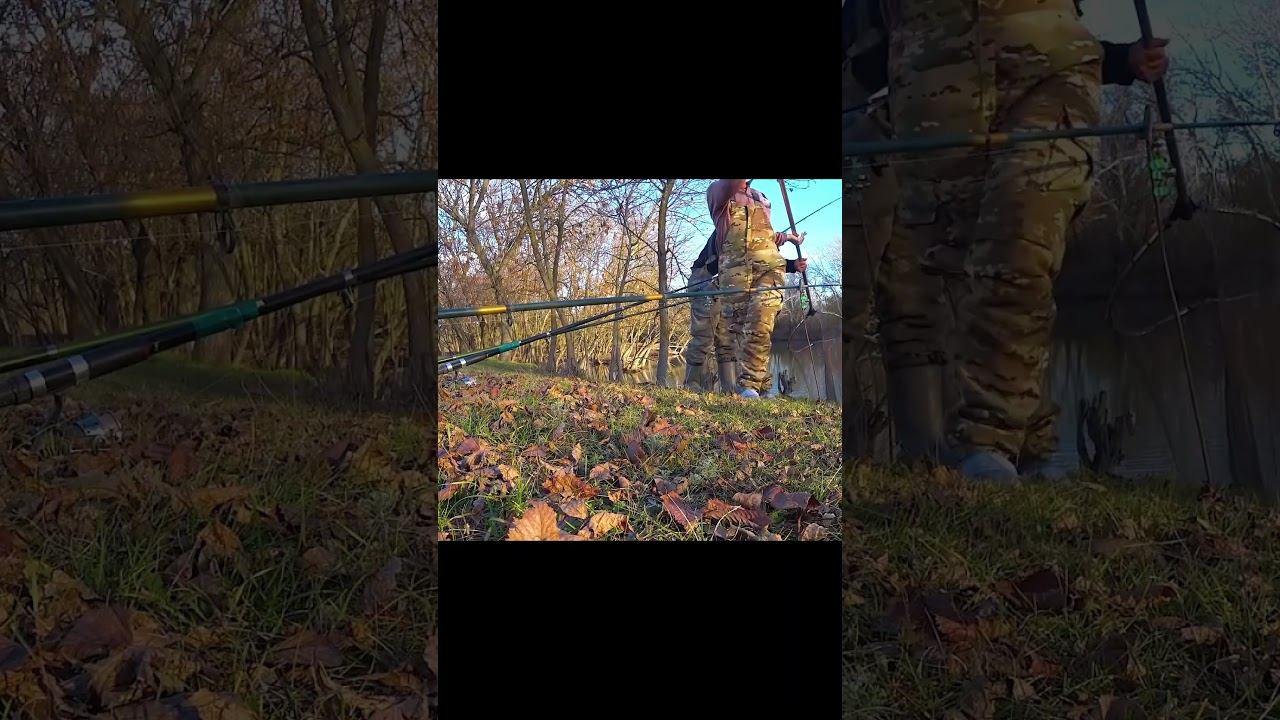 ЛОВЛЯ САЗАНА В КОРЯЖНИКЕ В ШИКАРНЫХ МЕСТАХ !!! #shorts смотреть онлайн