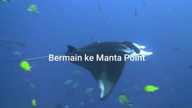 Nyelam Nyelam di Raja Ampat смотреть онлайн