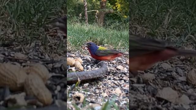 Painted Bunting смотреть онлайн