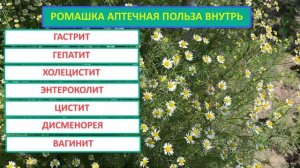 Ромашка аптечная, свойства, применение.