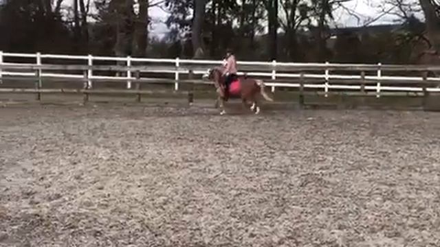 12hh first pony for sale смотреть онлайн